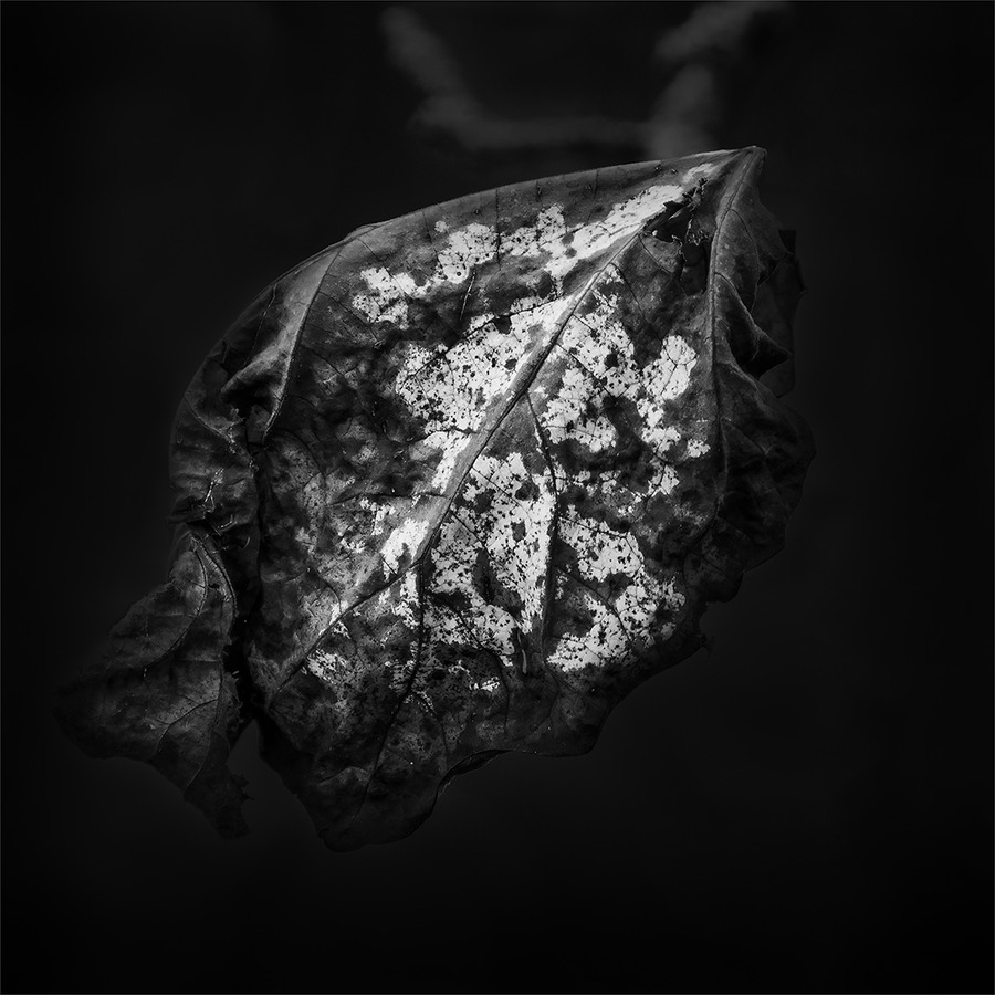 17 Late Autumn Leaf